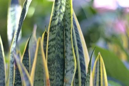 Benefits of snake plant in your room