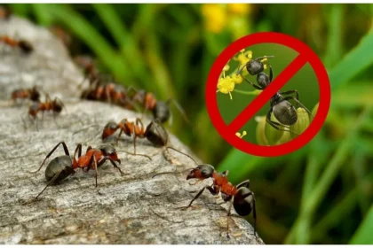 10 Proven Ways of How to get Rid of Carpenter Ants