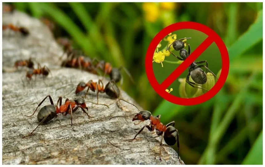 10 Proven Ways of How to get Rid of Carpenter Ants