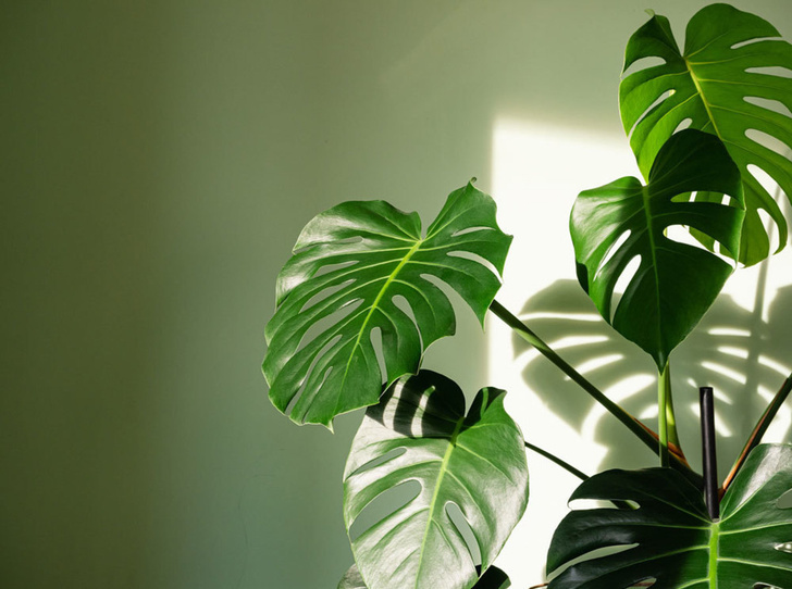 11+ Popular Large Leaf Indoor Plants to Consider