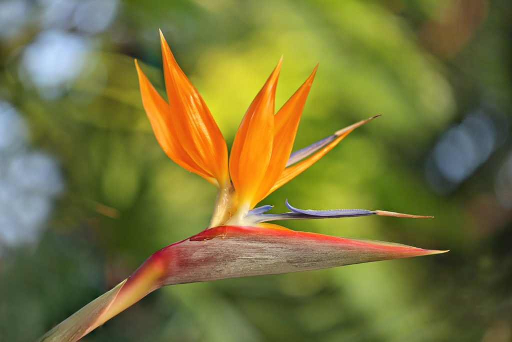 11+ Popular Large Leaf Indoor Plants to Consider