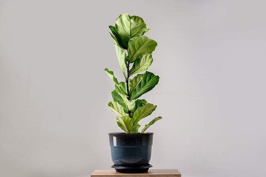 11+ Popular Large Leaf Indoor Plants to Consider