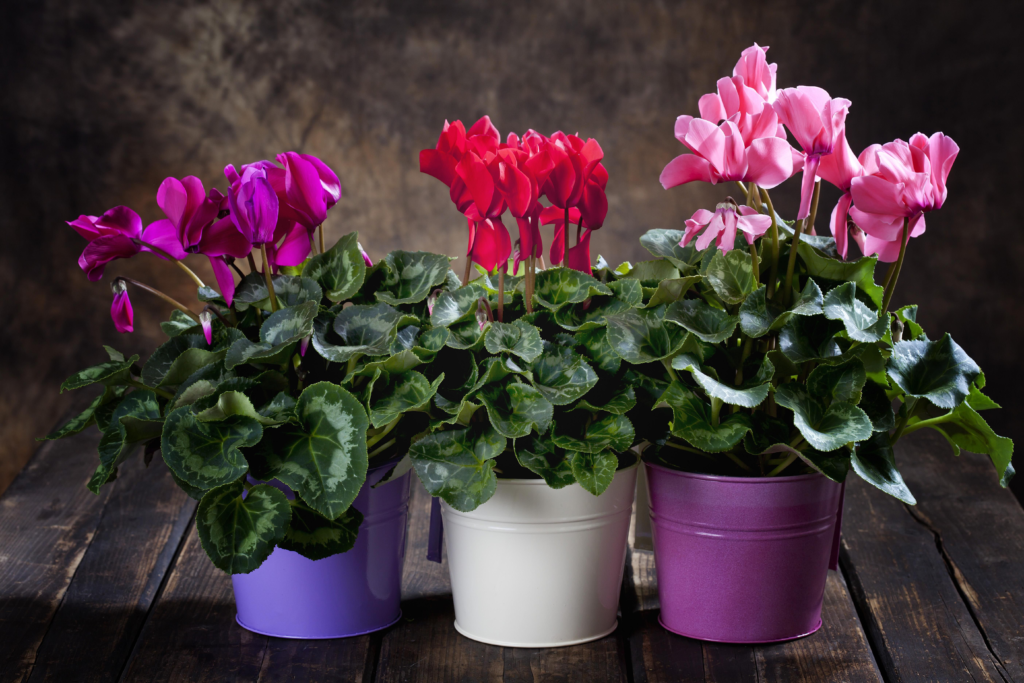 cyclamen plant indoors