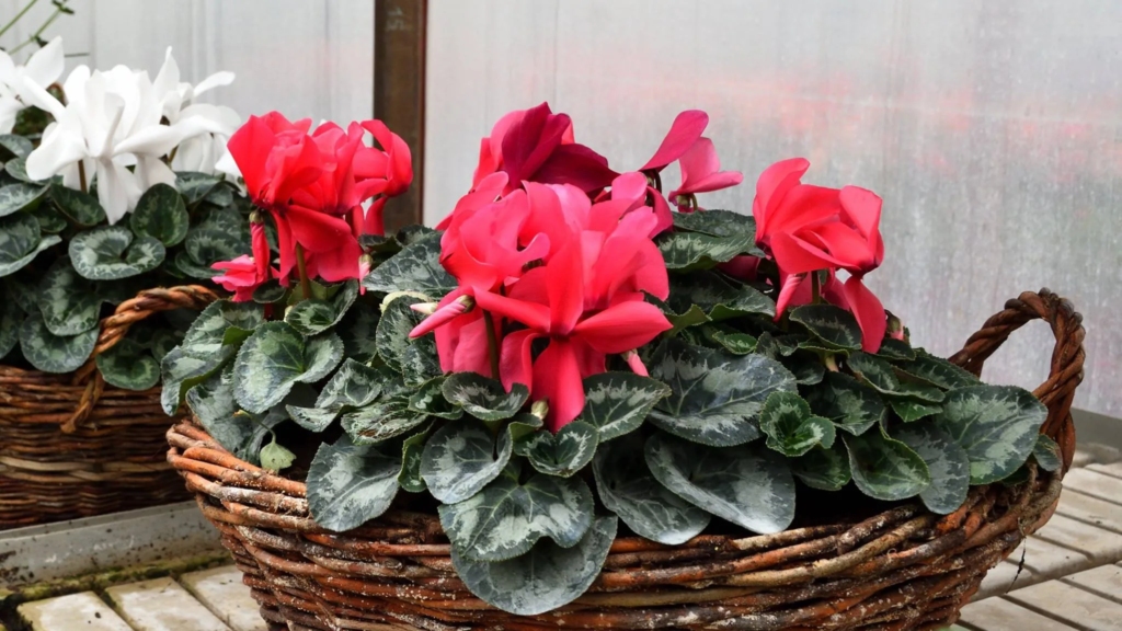 cyclamen plant care indoors