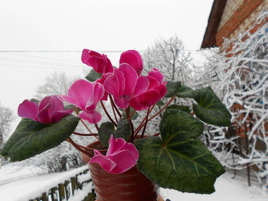 cyclamen plant care indoors