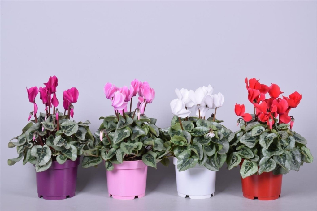 cyclamen plant care indoors