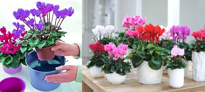 cyclamen plant care indoors