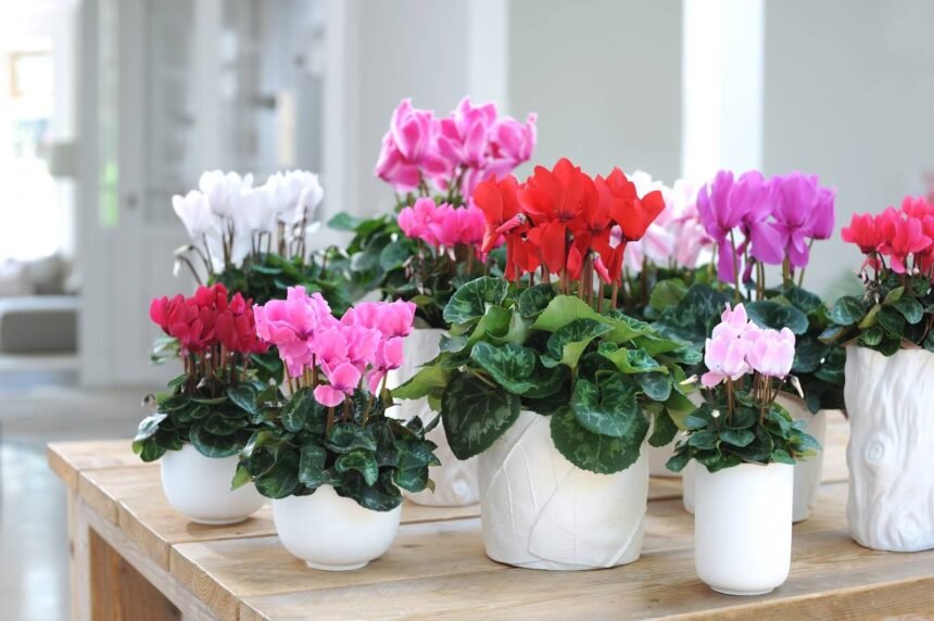 cyclamen plant care indoors